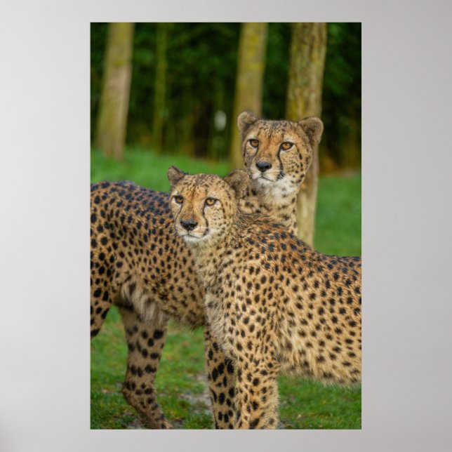 Poster Cheetah Duo (Frente)