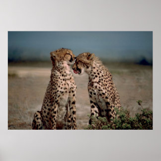 Poster Cheetah Love