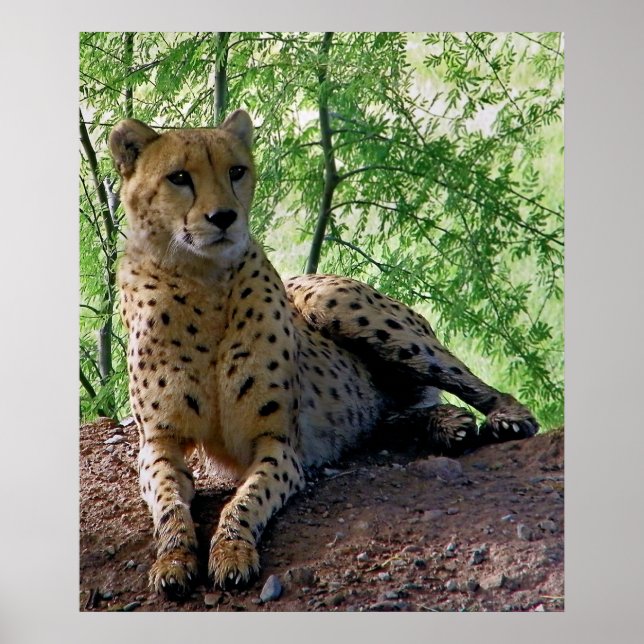 Póster Cheetah numa pedra (Frente)