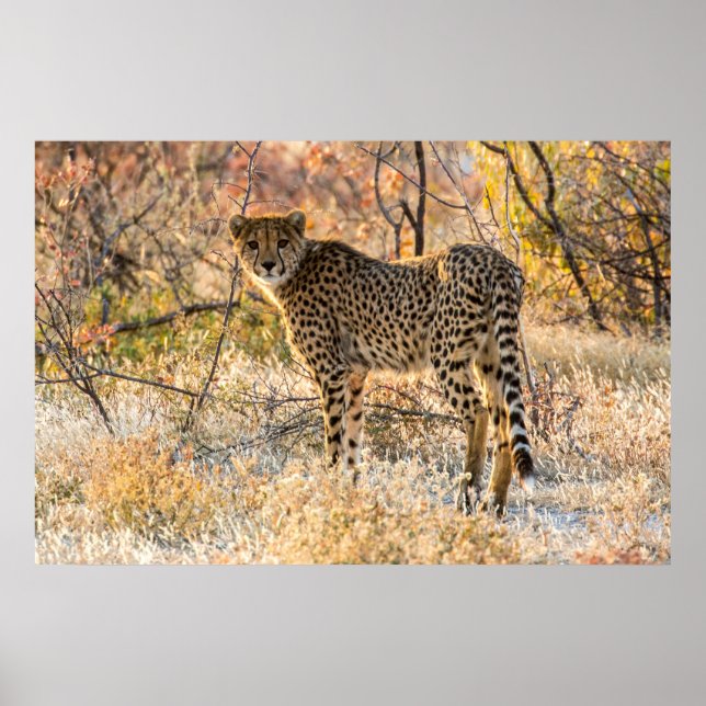 Poster Cheetah Olhando ao redor (Frente)