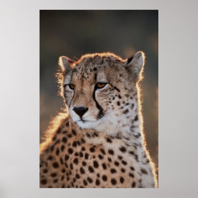 Póster Cheetah olhando para longe (Frente)