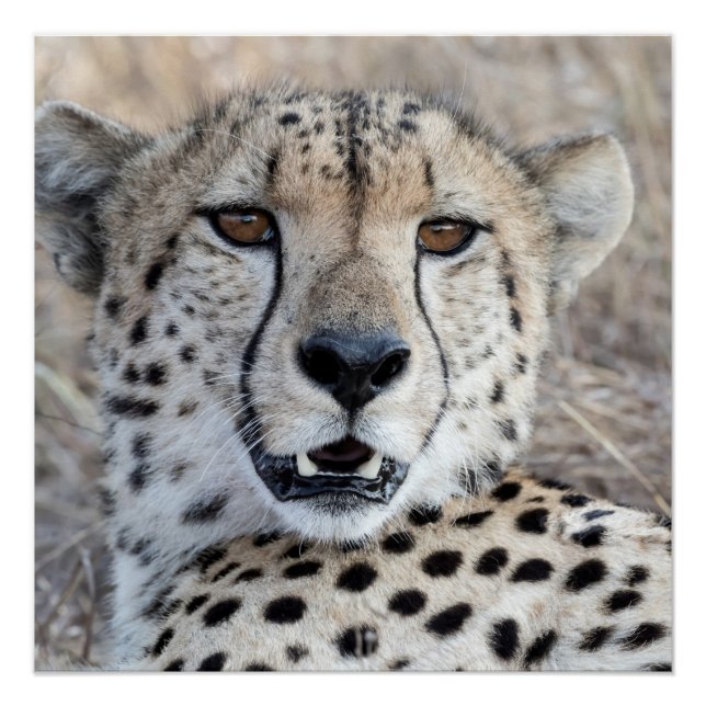Póster Cheetah Portrait (Frente)
