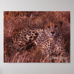 Póster Cheetah Stare