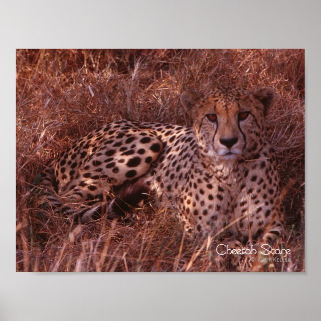 Póster Cheetah Stare (Frente)