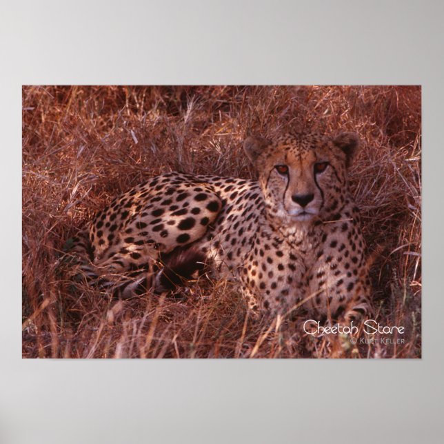 Póster Cheetah Stare (Frente)