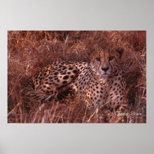 Póster Cheetah Stare