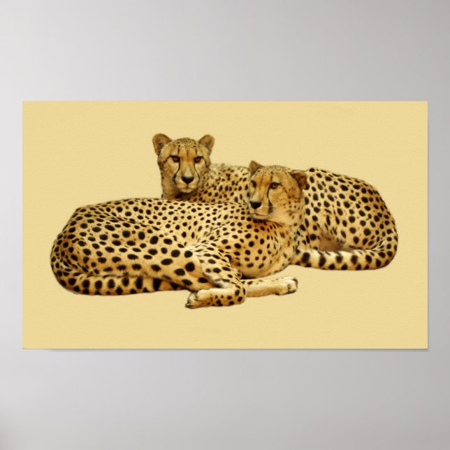 Poster Cheetahs (Frente)