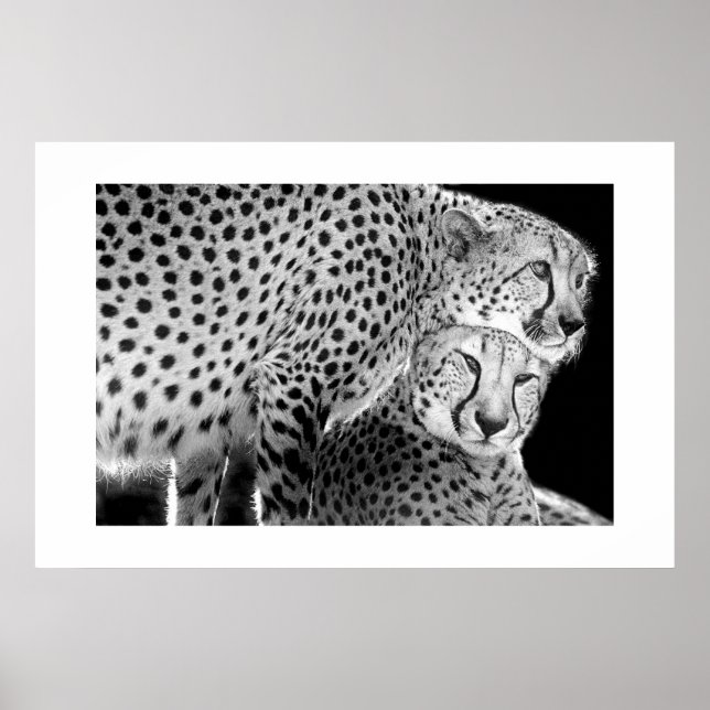 Póster Cheetahs nº 1 (Frente)