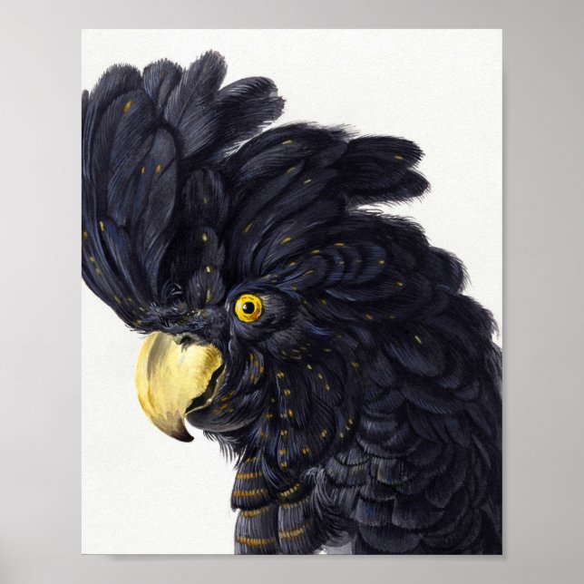 Poster Chefe de Cockatoo de Aert Schouman (Frente)