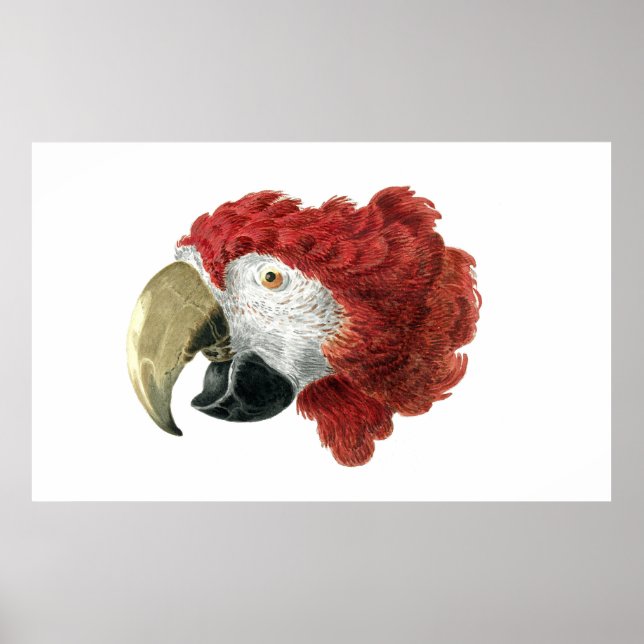 Poster Chefe de Macaw (1725-1792) Aert Schouman (Frente)