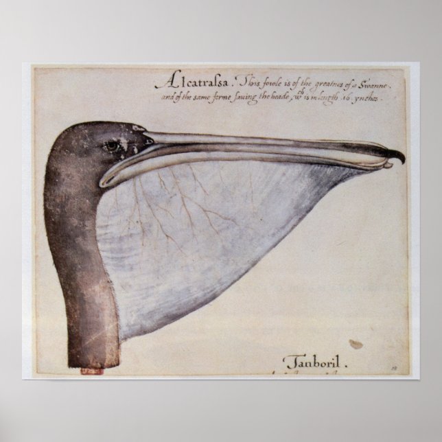 Póster Chefe de um Pelicano Marrom (Frente)