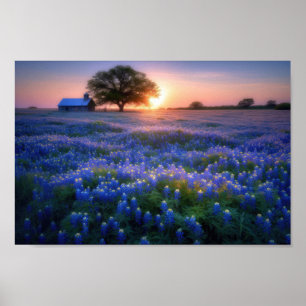 Poster Cheio de Bluebonnets no Sunset com Celeiro e Árvor