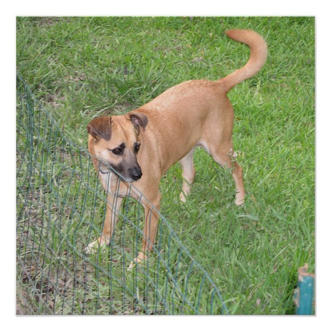 Póster cheio de cão da carolina 2 (Frente)