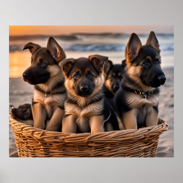 Poster Cheio de cesto de estuppias de German shepherd (Frente)