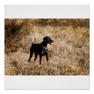 Póster cheio no campo