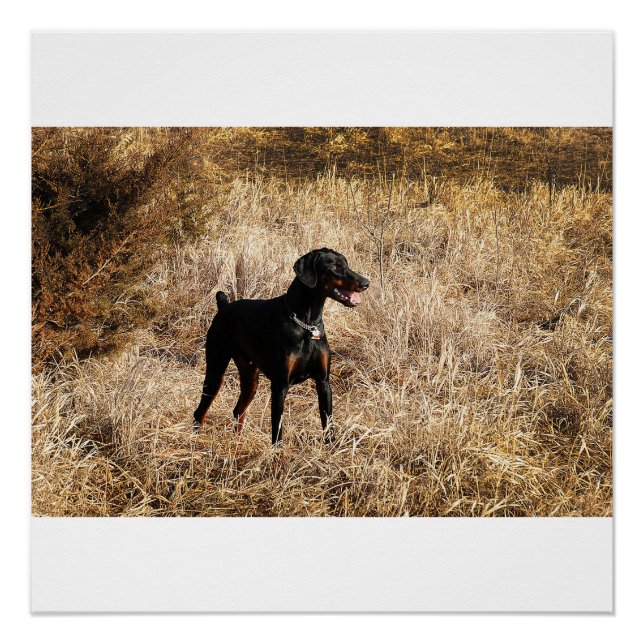 Póster cheio no campo (Frente)