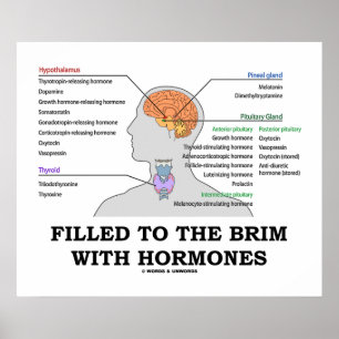 Póster Cheio Para O Brim Com Hormonas Endocrina Humor