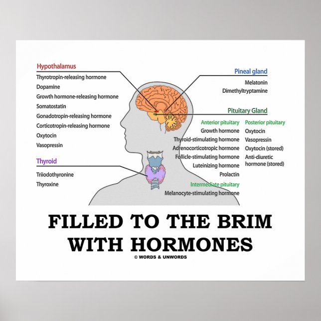 Póster Cheio Para O Brim Com Hormonas Endocrina Humor (Frente)