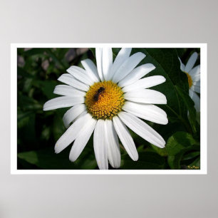 Póster Cheio Shasta Daisy Grande Enfrentado
