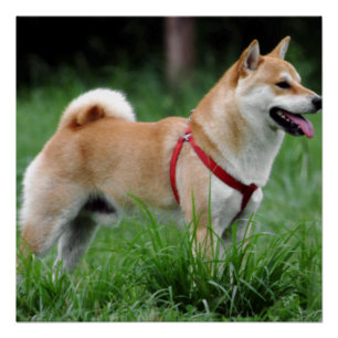 Póster cheio shiba 2