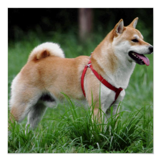 Póster cheio shiba 2 (Frente)