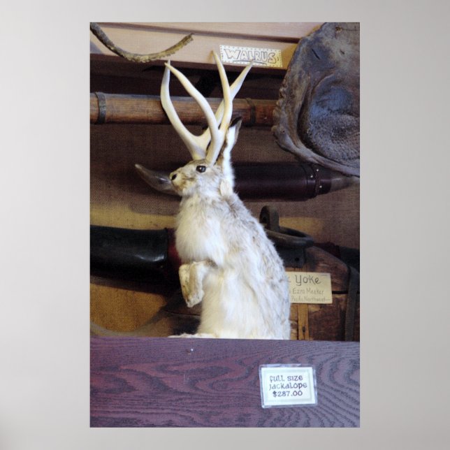 Póster Cheio tamanho Jackalope $ 287,00 (Frente)
