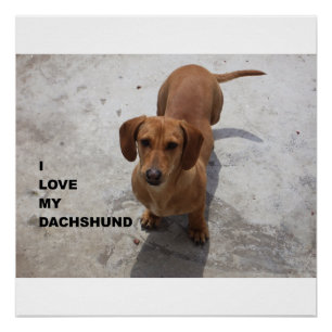 Póster cheio vermelho dachshund w pic