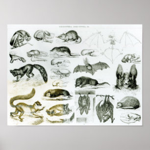 Poster Cheiroptera, Insectivora