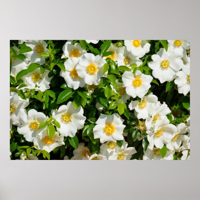 Poster Cherokee Rosa (Frente)