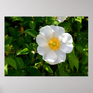 Poster Cherokee Rosa Flower