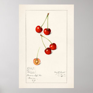 Poster Cherry