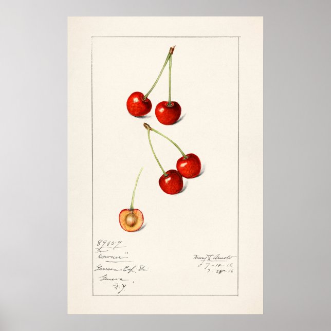 Poster Cherry (Frente)