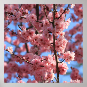 Poster Cherry Blossom