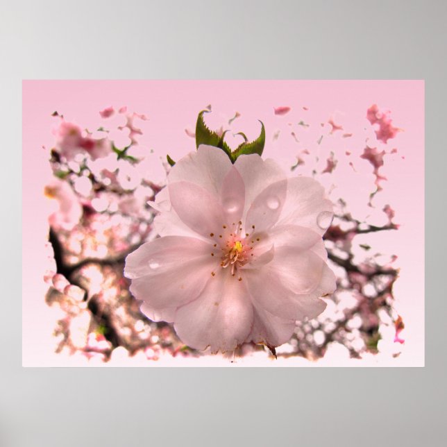Póster Cherry Blossom (Frente)