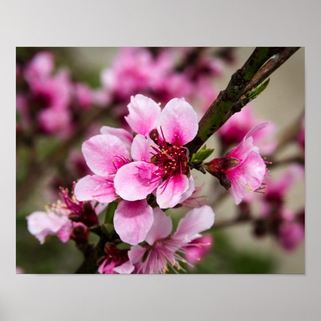 Póster Cherry Blossom (Frente)