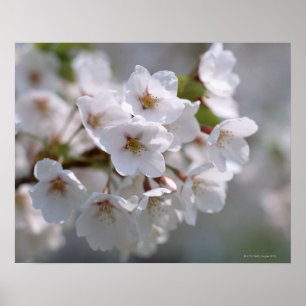 Poster Cherry Blossom 2