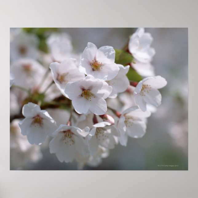 Poster Cherry Blossom 2 (Frente)