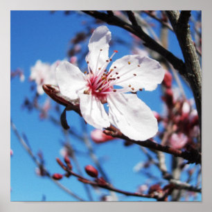 Poster Cherry Blossom 2