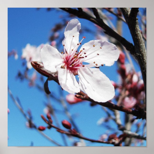 Poster Cherry Blossom 2 (Frente)