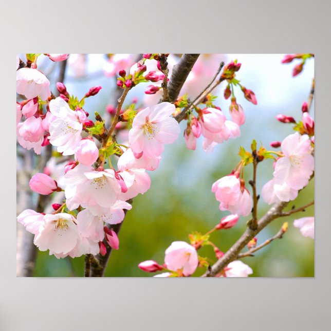 Poster Cherry Blossom Close (Frente)