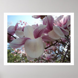 Póster Cherry Blossom Fllower