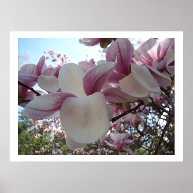 Póster Cherry Blossom Fllower (Frente)