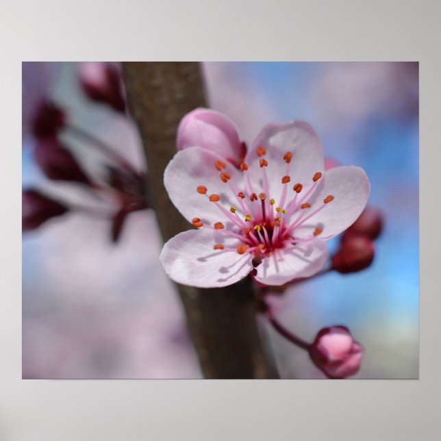 Póster Cherry Blossom Fllower (Frente)