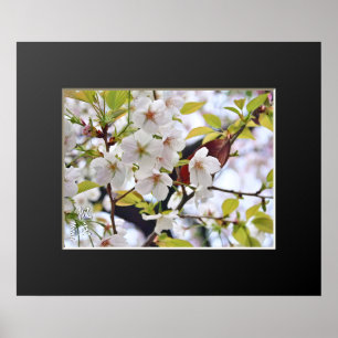 Poster Cherry Blossom: Hotate