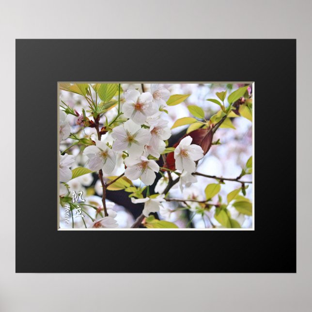 Poster Cherry Blossom: Hotate (Frente)