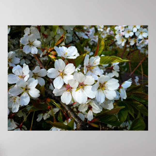 Póster Cherry Blossom II (Frente)