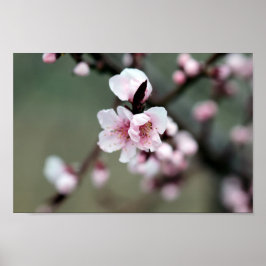 Poster Cherry Blossom in Spring