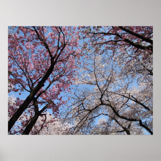 Poster Cherry Blossom: Japão (Frente)