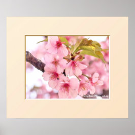 Poster Cherry blossom "Kawazu-Zakura"