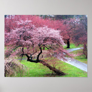 Poster Cherry Blossom Lane